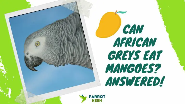 Can African GREY Parrots Eat Mango? Quick Answer!