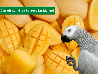 Can African Grey Parrots Eat Mango?