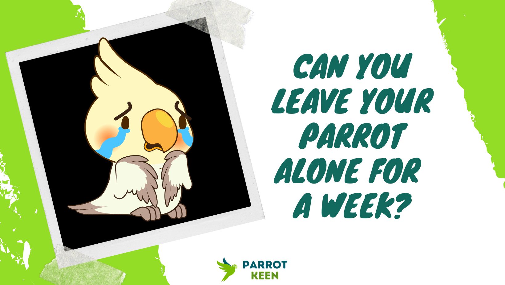 Can You Leave Your Parrot Alone For A Week