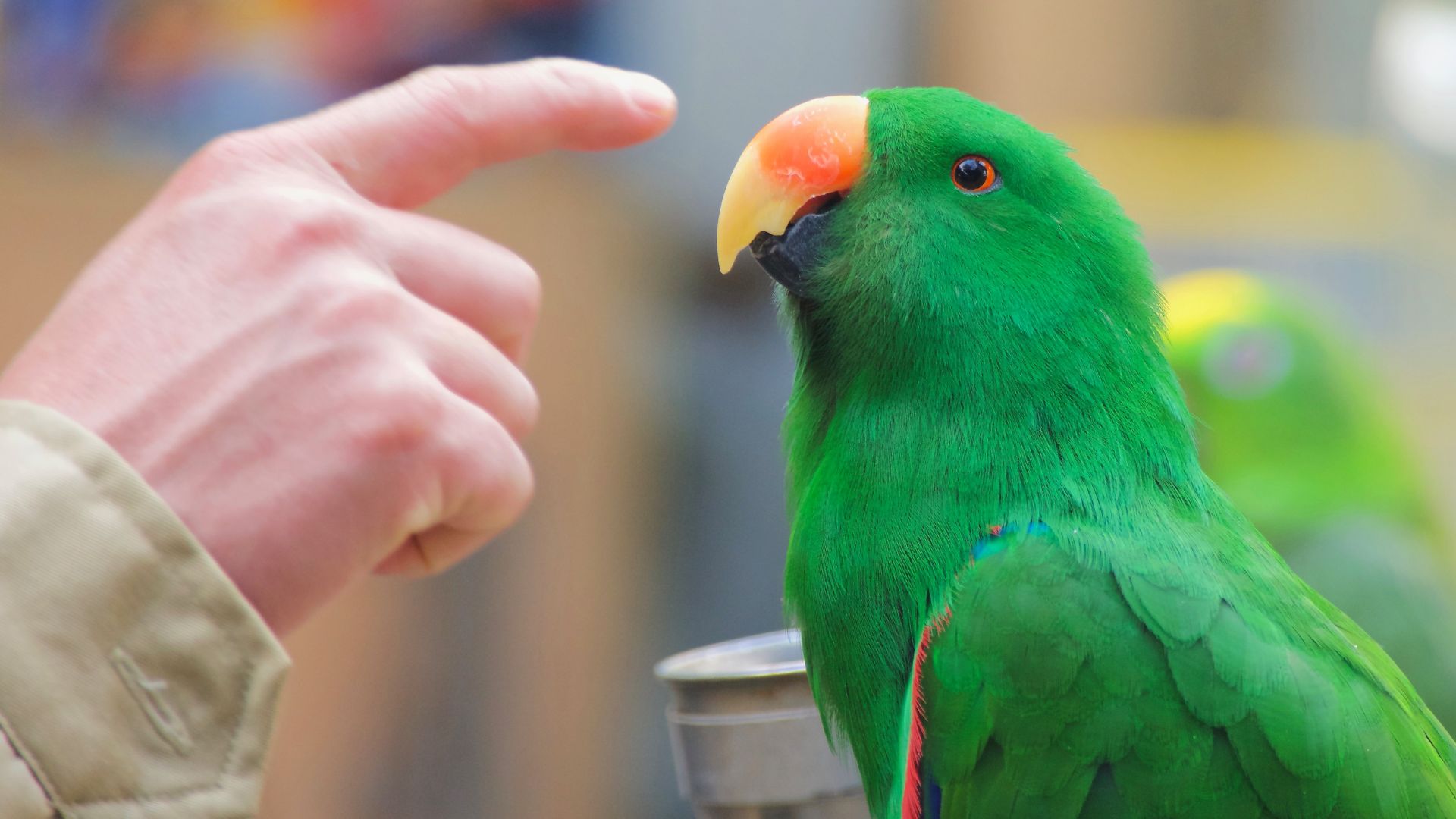 How to Care for a Parrot 6 Easy Ways Parrotkeen