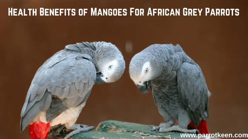 Health Benefits of Mangoes For African Grey Parrots