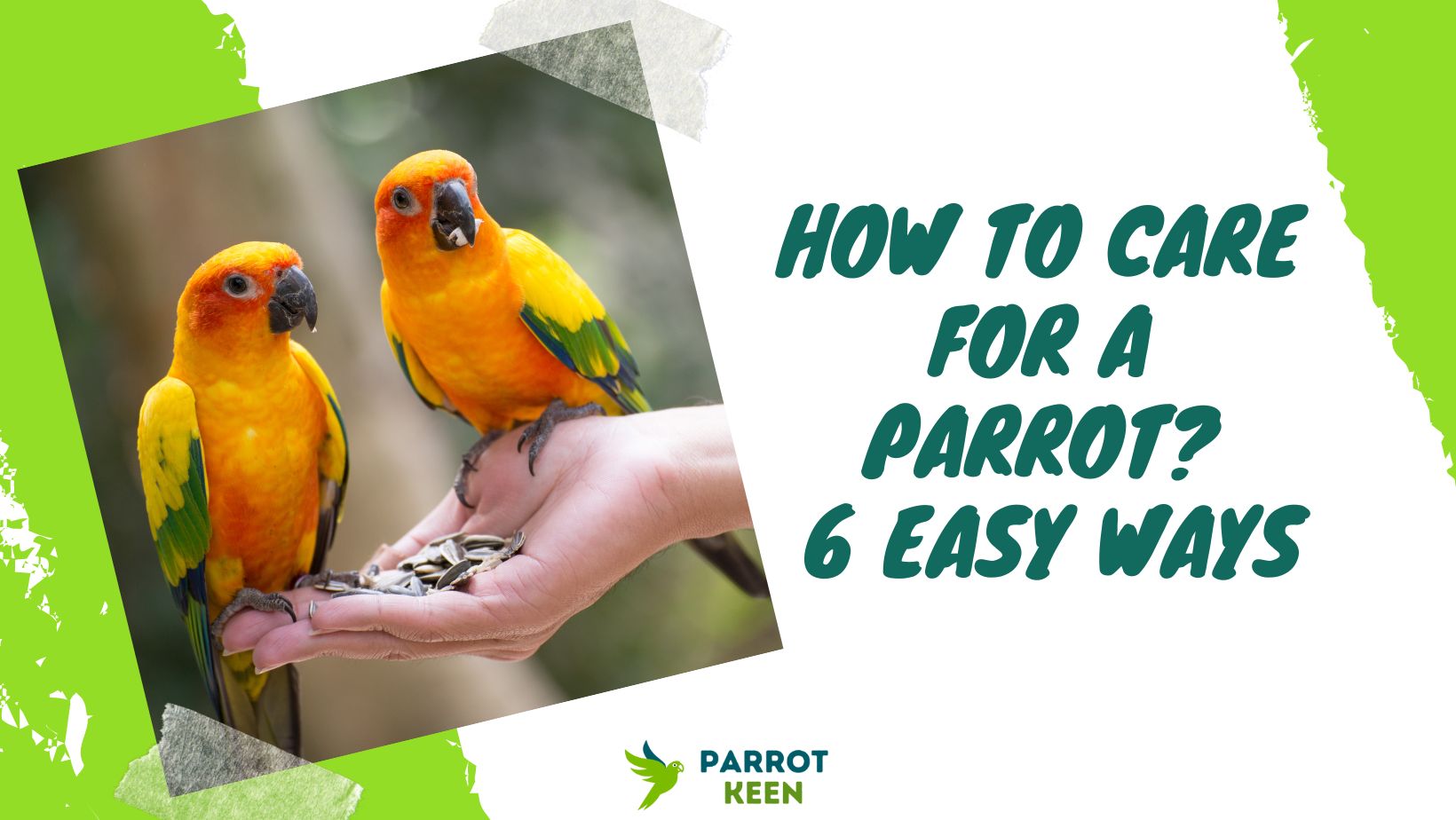 How to Care for a Parrot 6 Easy Ways to care for a Parrot