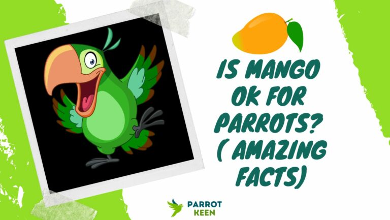 Is Mango OK for Parrots? (2 Amazing Facts)