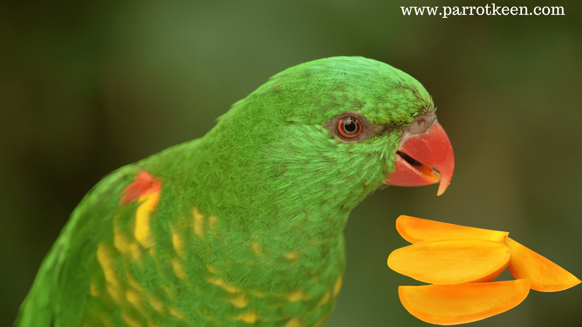 is mango ok for parrots