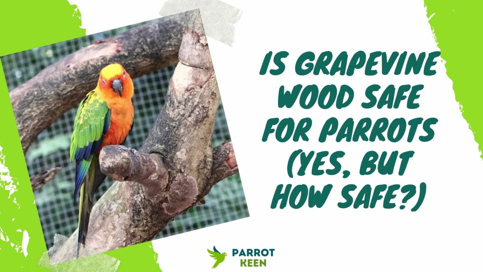 Is Grapevine Wood Safe for Parrots (Yes, But How Safe?) Parrotkeen