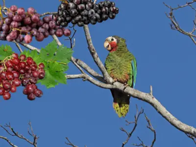 Is Grapevine Wood Safe for Parrots