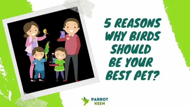 5 Reasons Why Birds Should Be Your Best Pets