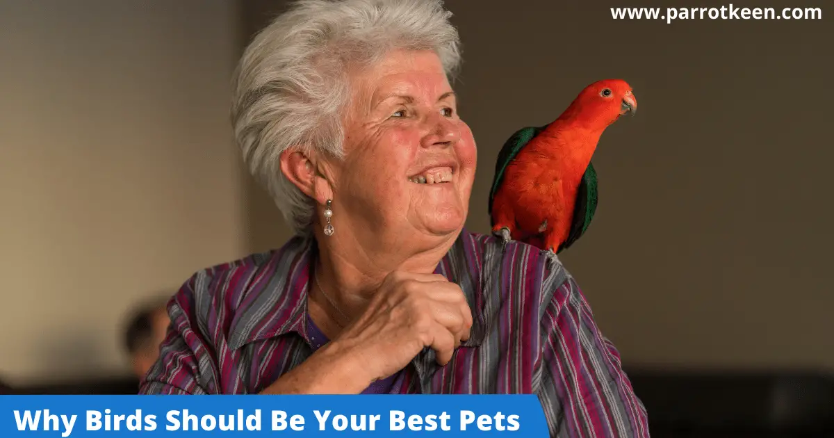 why Birds Should Be Your Best Pets