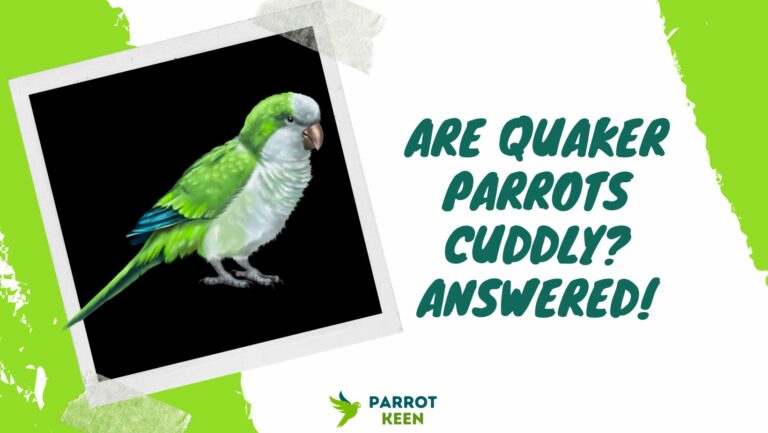 Are Quaker Parrots Cuddly? Answered!