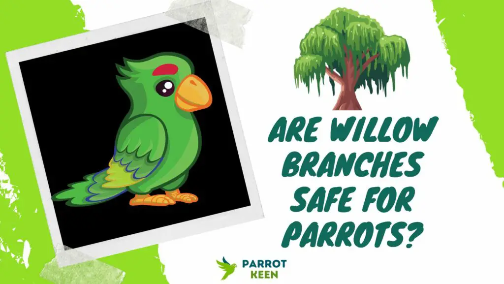 Are Willow Branches Safe for Parrots?[Answered!] Parrotkeen