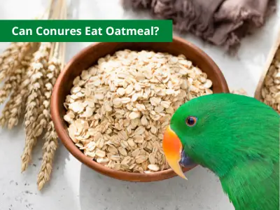 Can Conures Eat Oatmeal?