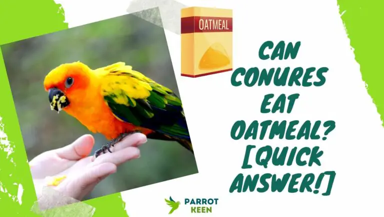 Can Conures Eat Oatmeal? Quick Answer!