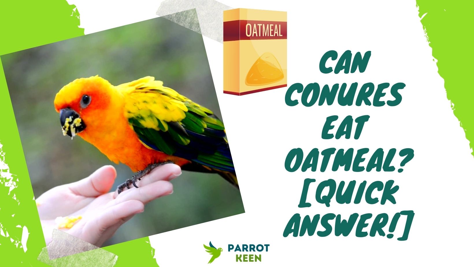 Can Conures Eat Oatmeal Quick Answer!