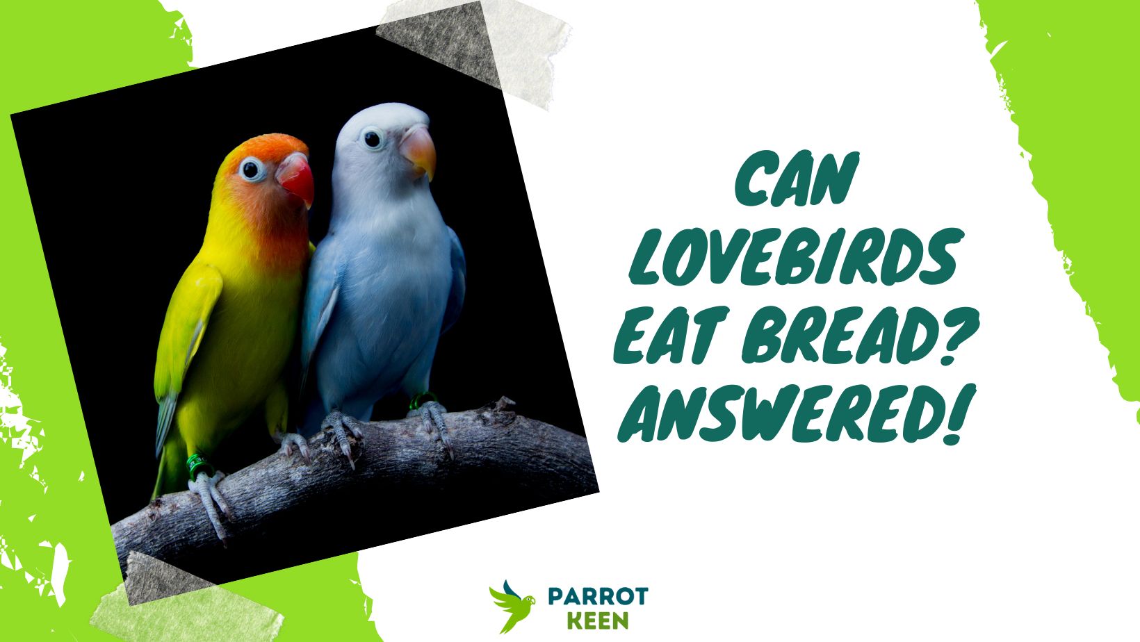 Can Lovebirds Eat Bread Answered!