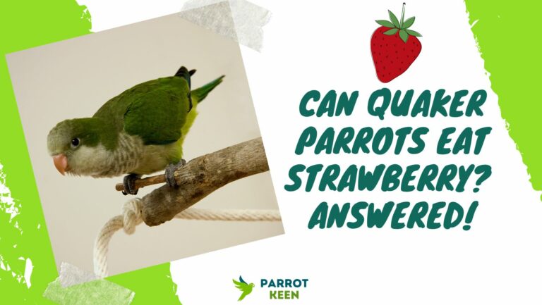 Can Quaker Parrots Eat Strawberries? What you Need to Know!