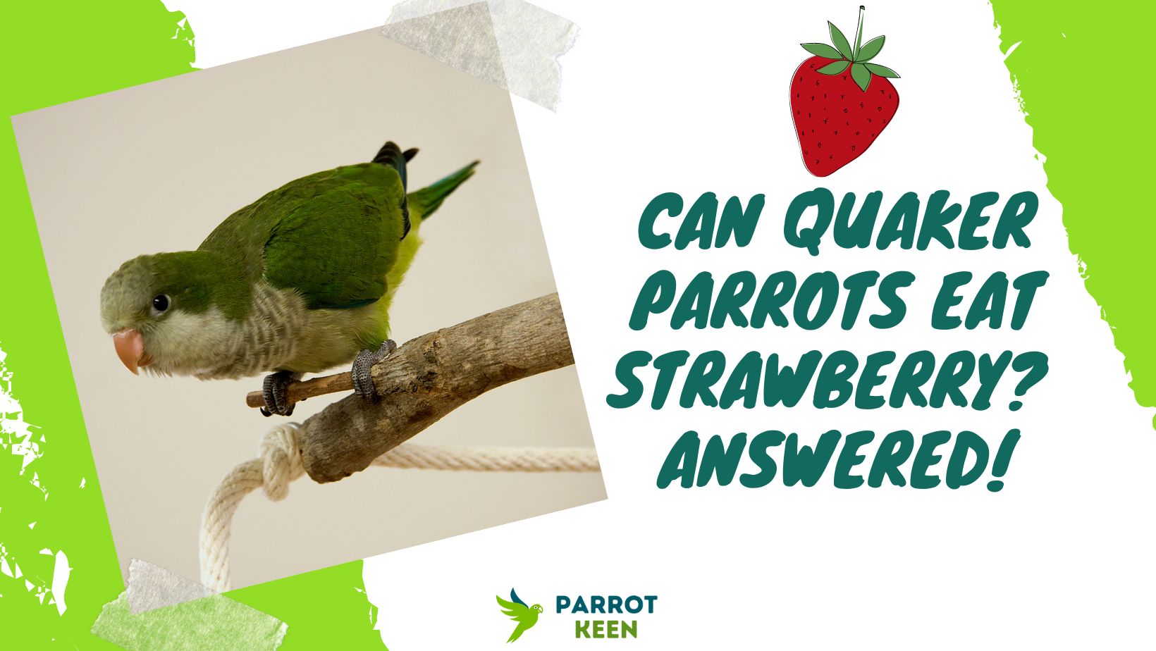 Can Quaker Parrots Eat Strawberries