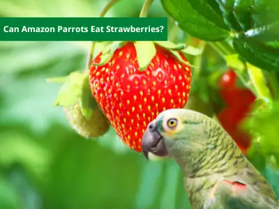 Can Amazon Parrots Eat Strawberries? Answered!