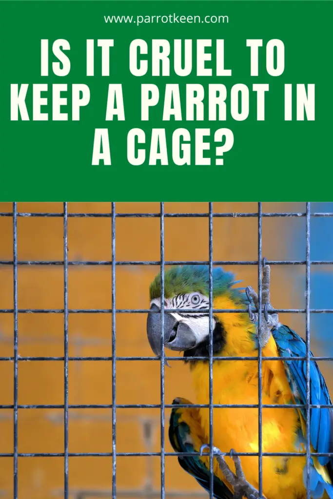 Is It Cruel to Keep a Parrot in a Cage?
