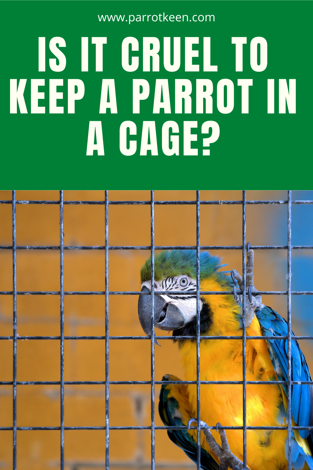 Is It Cruel to Keep a Parrot in a Cage? (Yes or No?) Parrotkeen