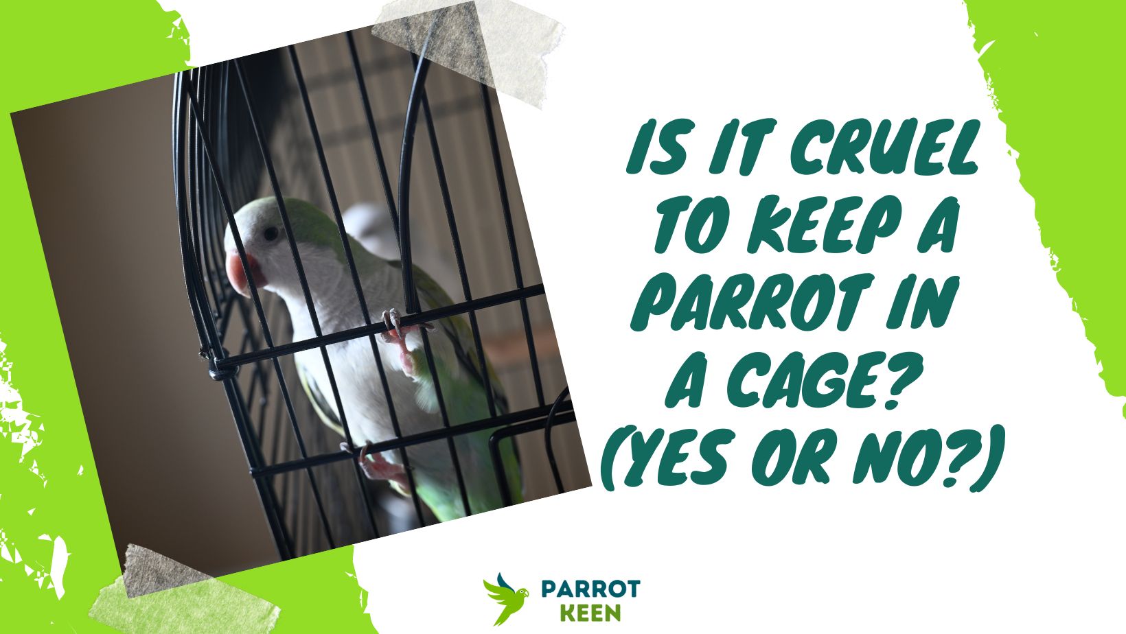 Is It Cruel to Keep a Parrot in a Cage ( Yes or No)