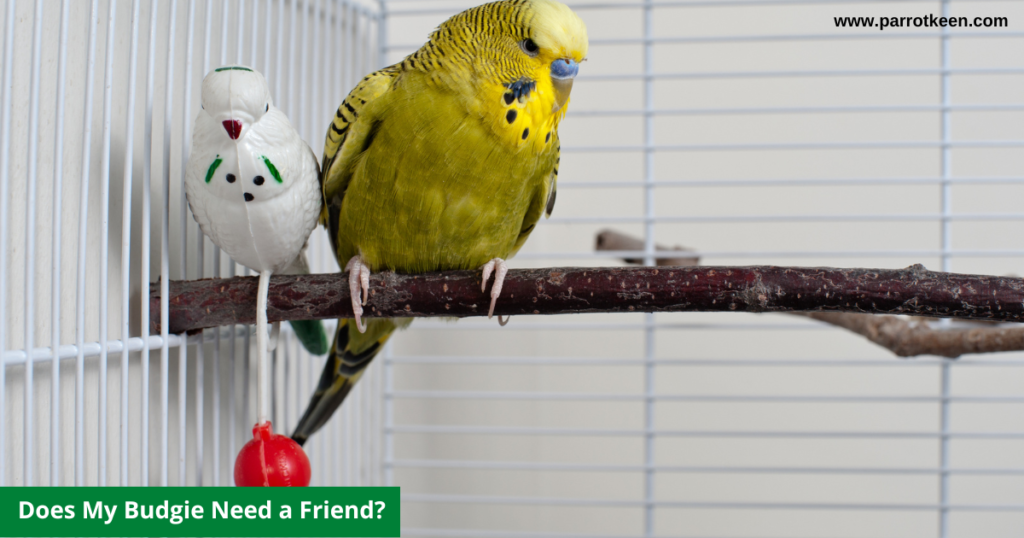 Can A Single Budgie Be Happy?