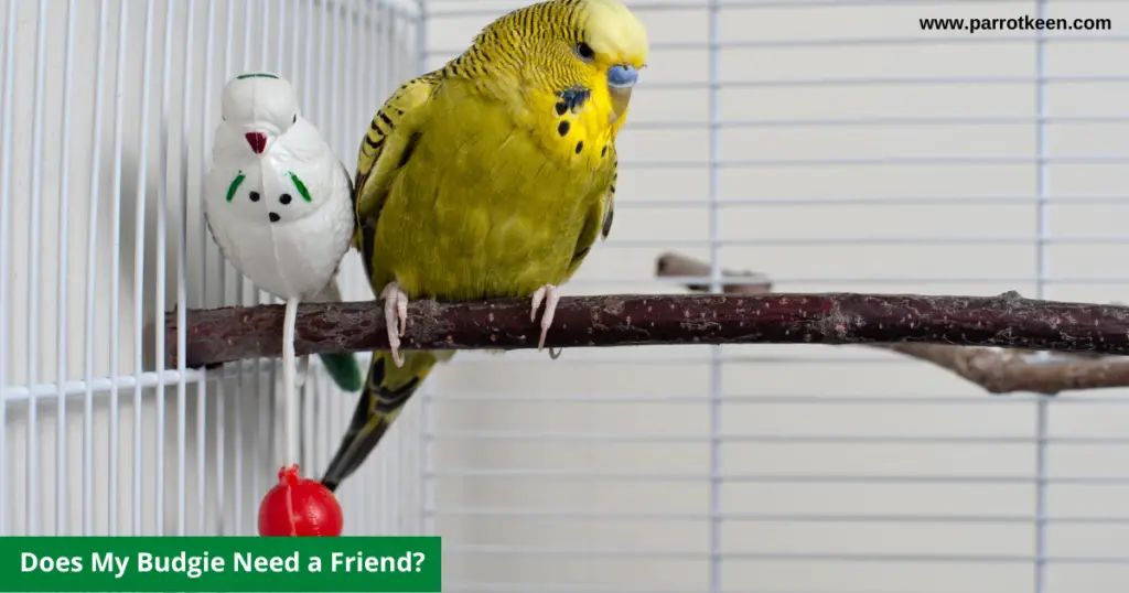 Can A Single Budgie Be Happy?