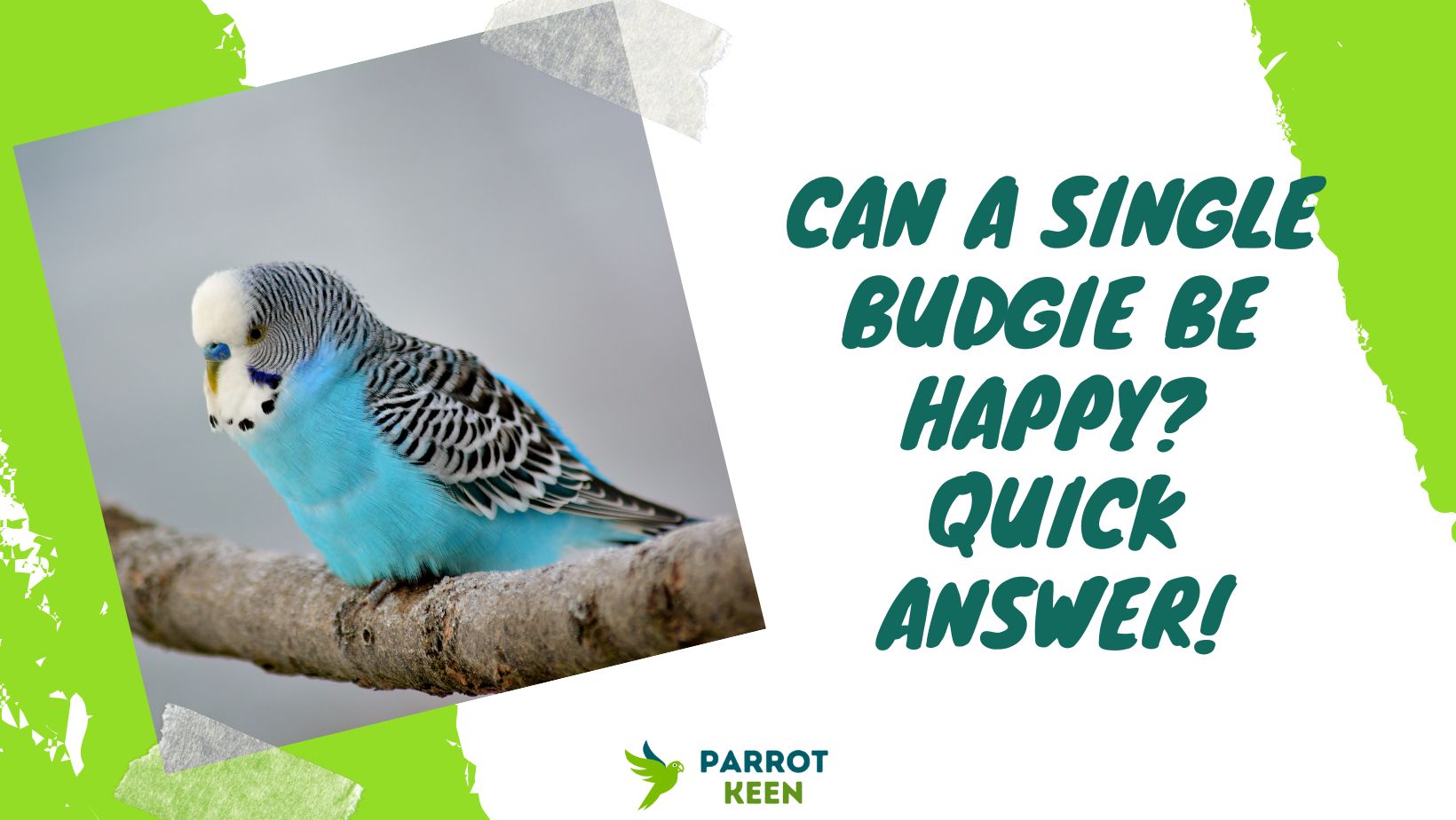 Can A Single Budgie Be Happy Quick Answer!