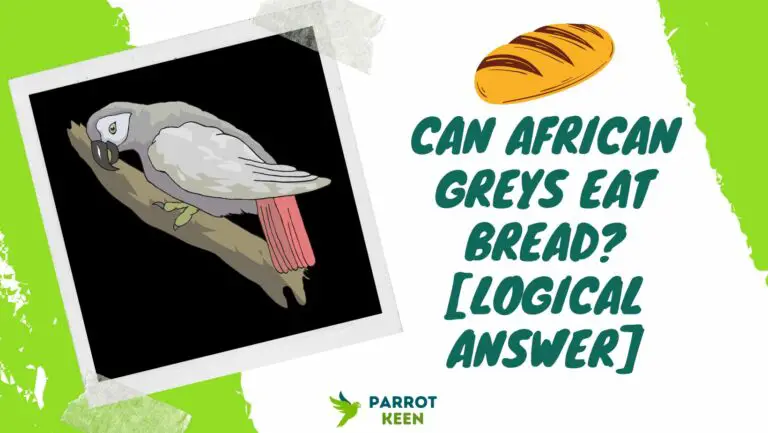 Can African Greys Eat Bread? Quick Answer!