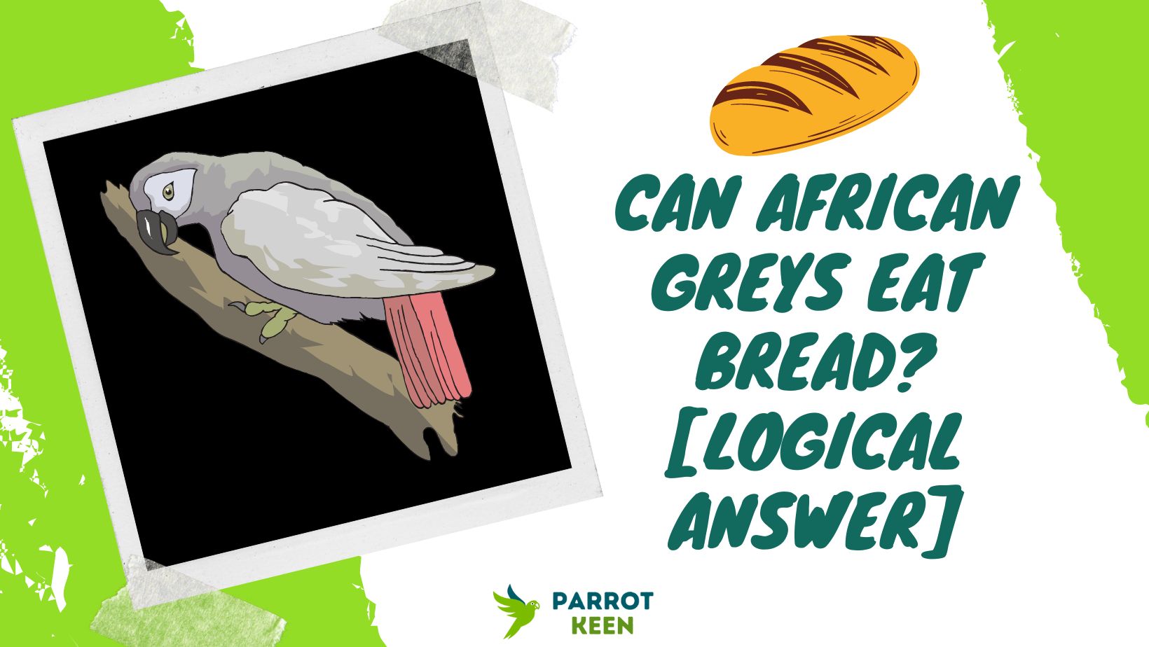 Can African Greys Eat Bread