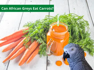 Can African Greys Eat Carrots?