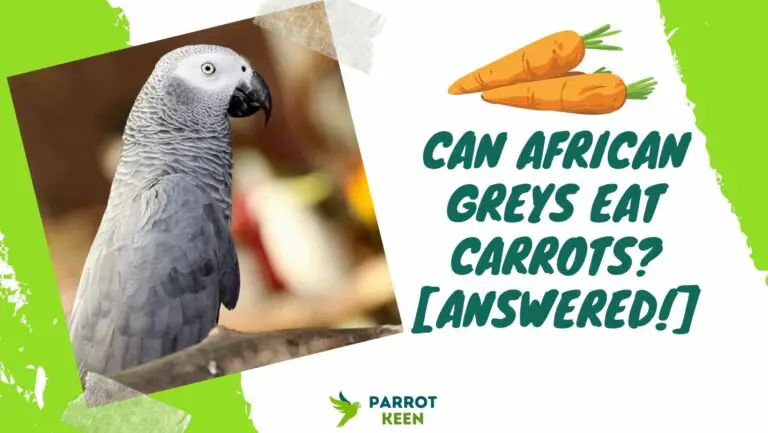 Can African Greys Eat Carrots? Quick Answer!