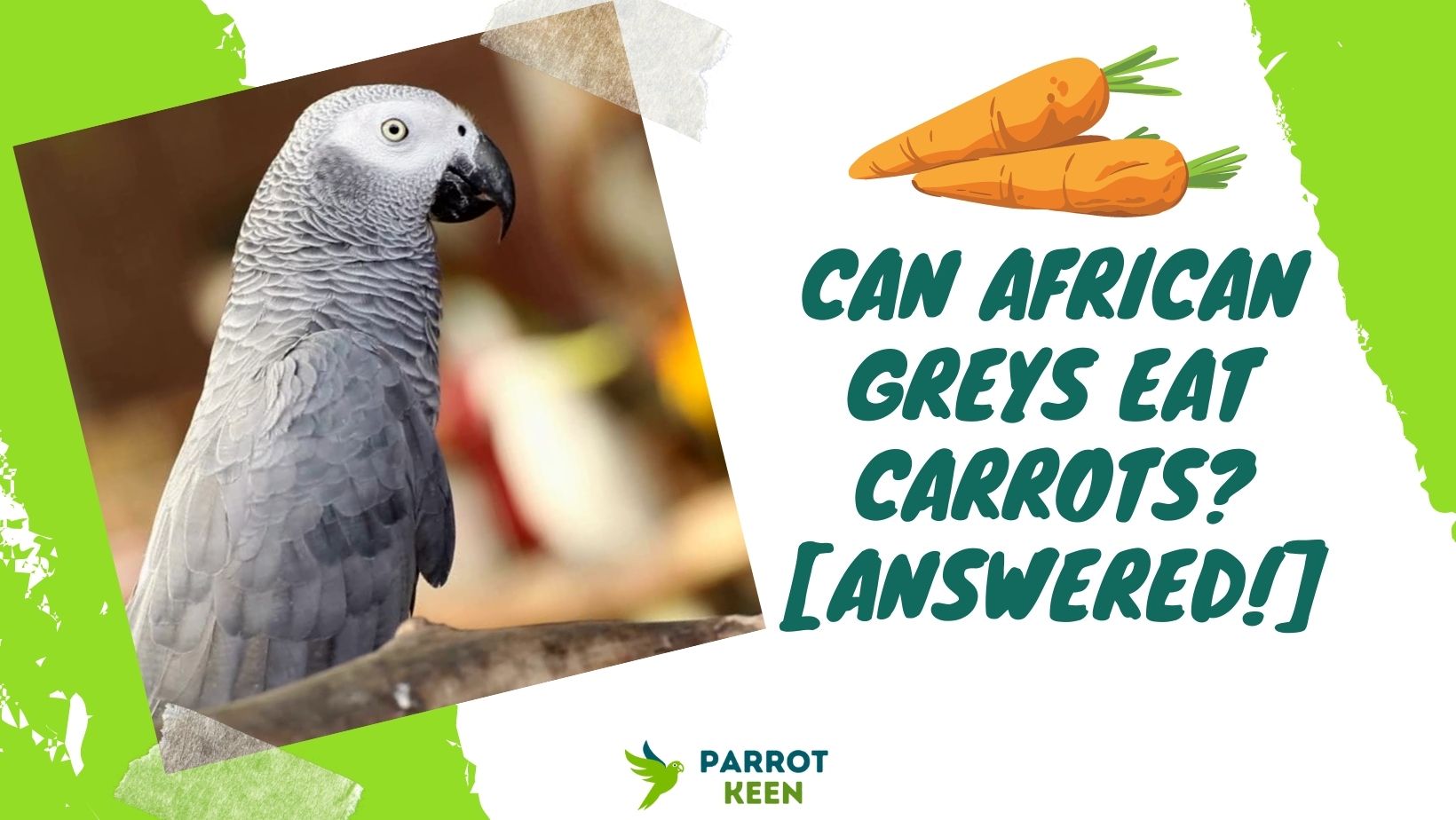 Can African Greys Eat Carrots