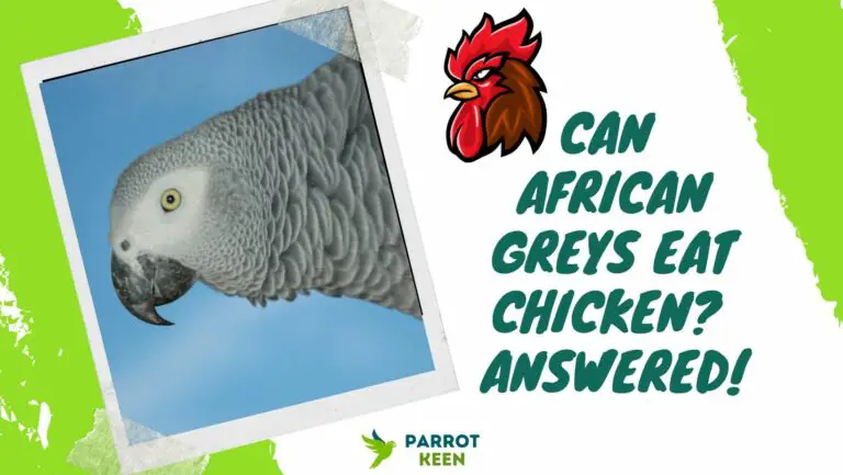 Can African Greys Eat Chicken? Quick Answer!
