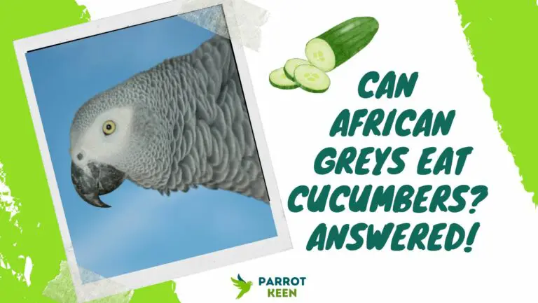 Can African Greys Eat Cucumbers? [Answered!]