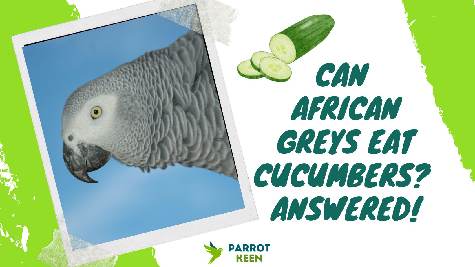 Can African Greys Eat Cucumbers