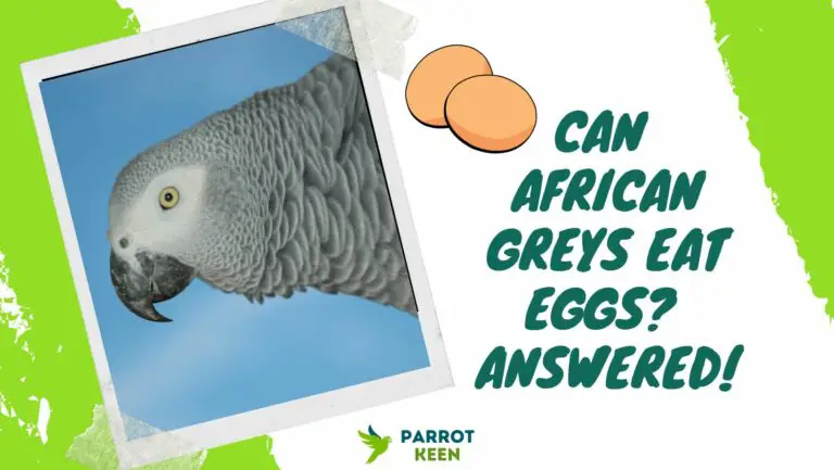 Can African Greys Eat Eggs? Quick Answer!