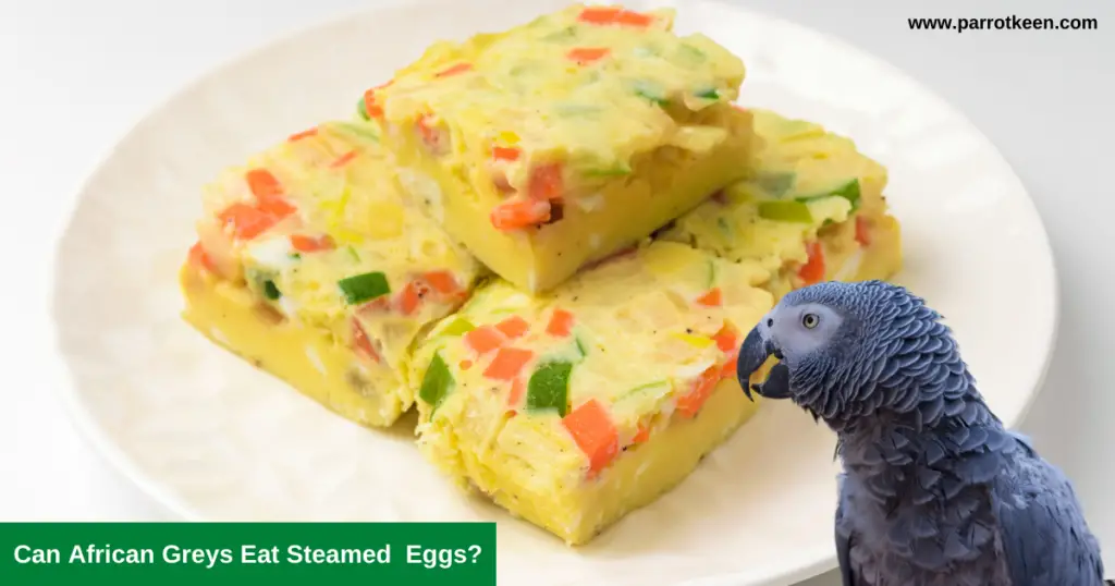 Can African Greys eat Eggs?