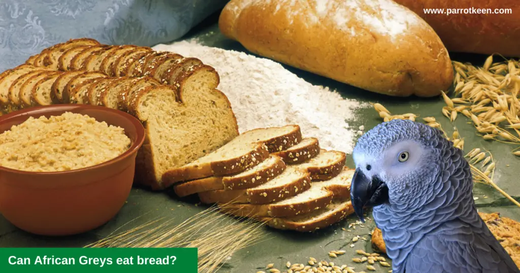 Can African Greys eat bread?