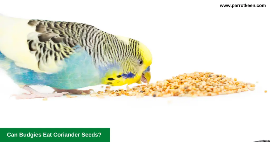 Can Budgies Eat Coriander seeds? 