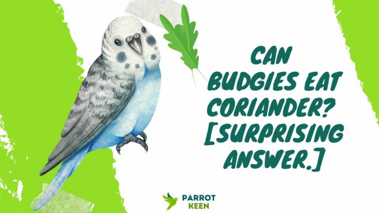 Can Budgies Eat Coriander? The Surprising Answer.