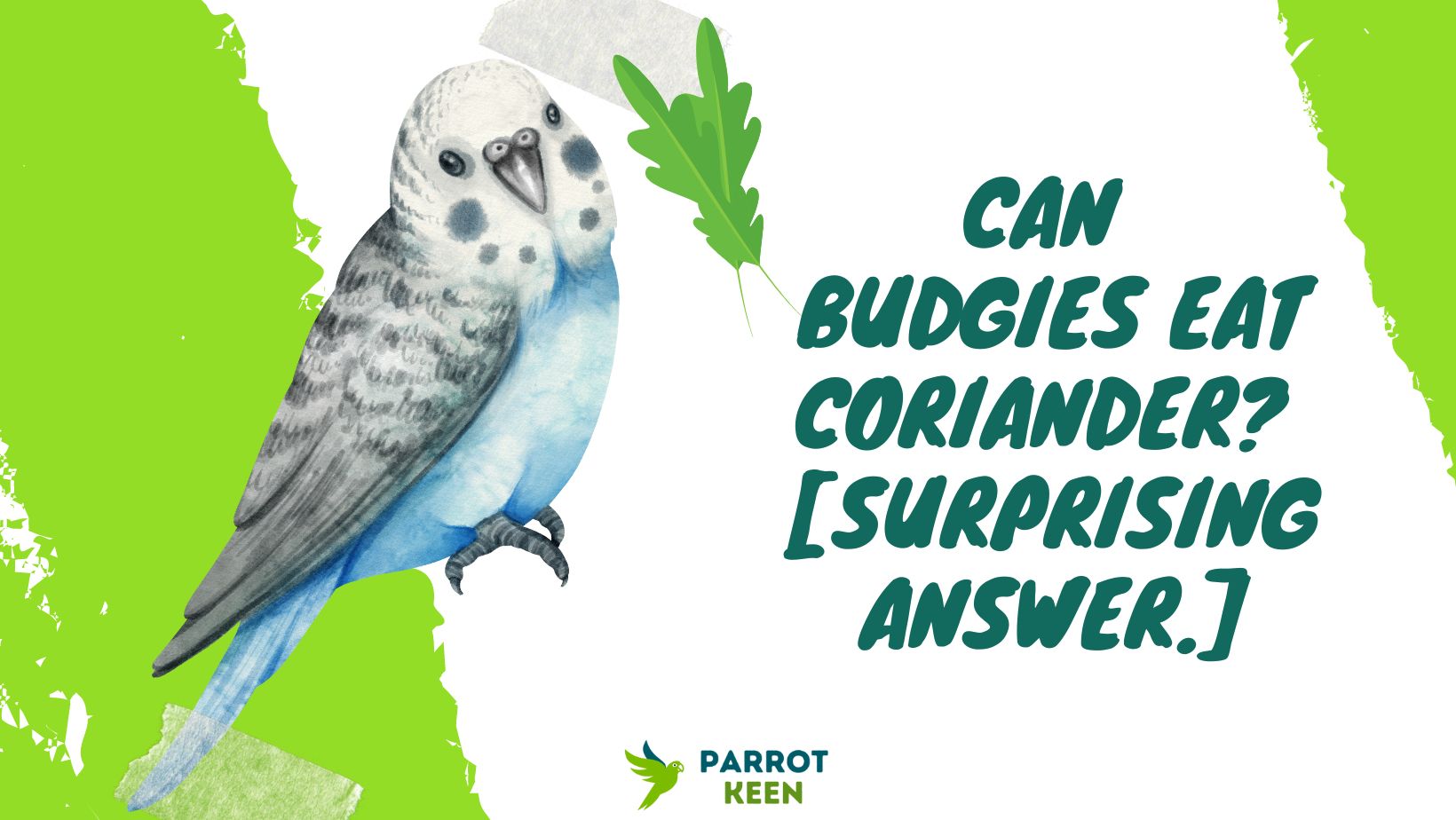 Can Budgies Eat Coriander The Surprising Answer.