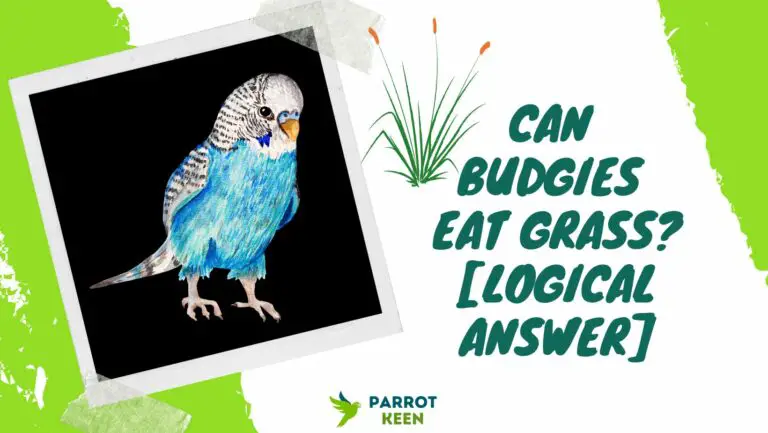 Can Budgies Eat Grass? Answered!
