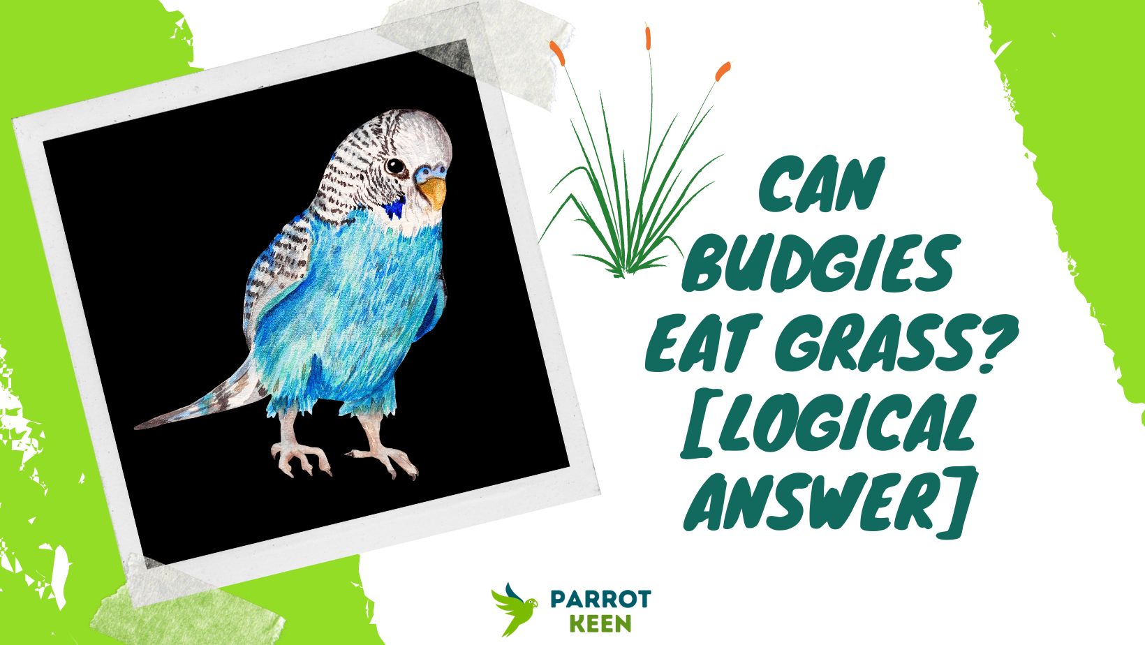 Can Budgies Eat Grass Answered!