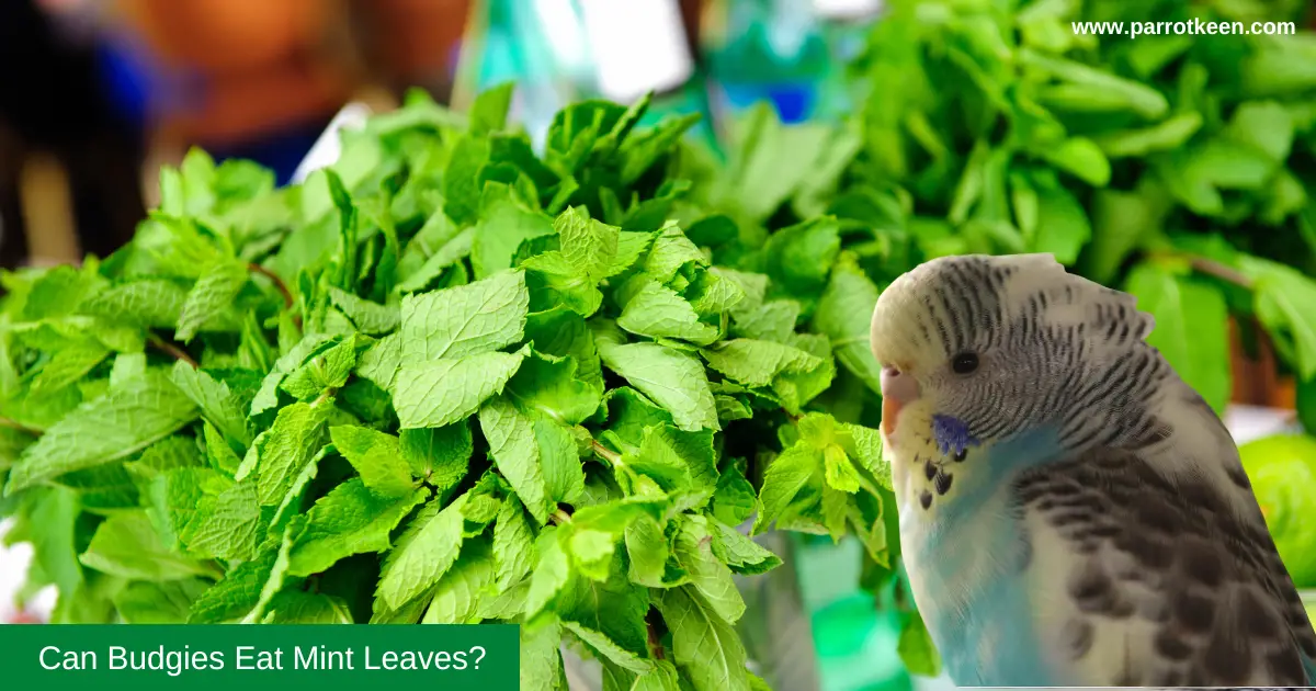 Can Budgies Eat Mint Leaves? [Logical Answer] Parrotkeen