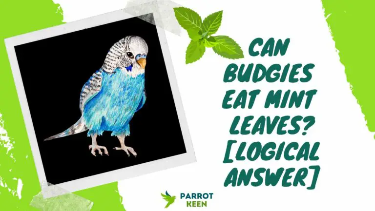 Can Budgies Eat Mint Leaves? [Logical Answer]