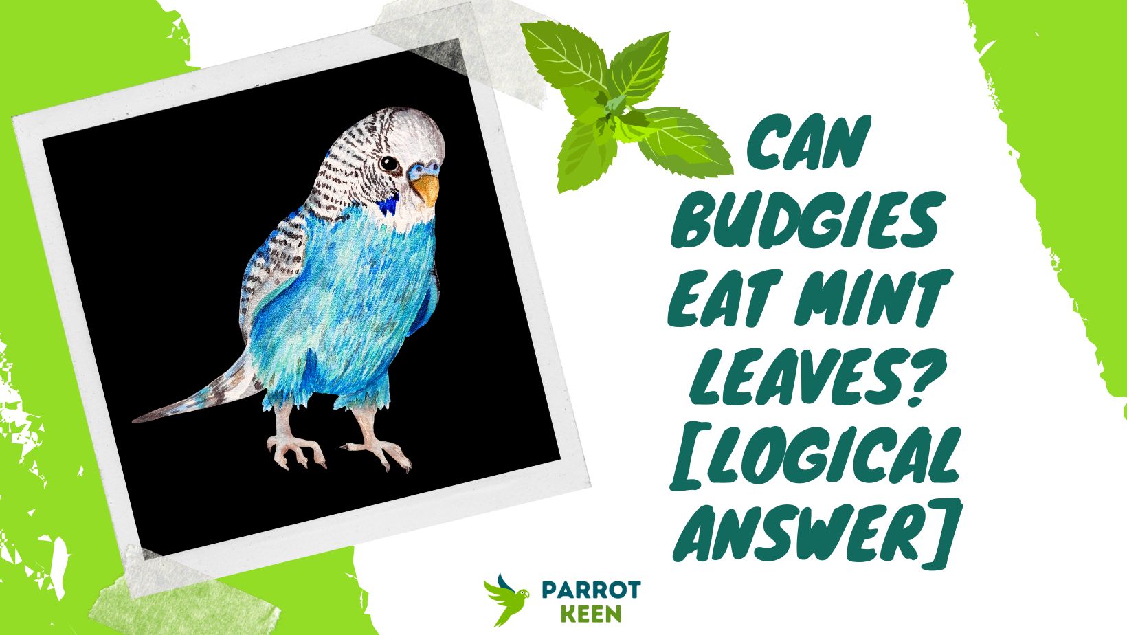 Can Budgies Eat Mint Leaves