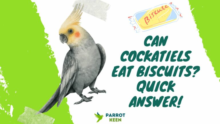 Can Cockatiels Eat Biscuits? Quick Answer!
