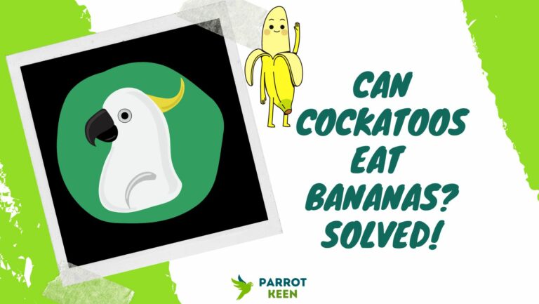 Can Cockatoos Eat Bananas? [Quick Answer!]