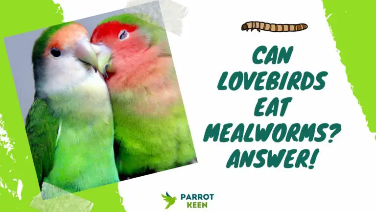 Can Lovebirds Eat Mealworms? Answer!