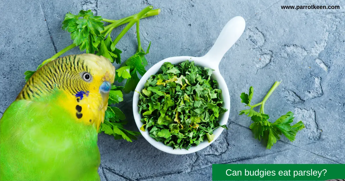 can budgies eat parsley